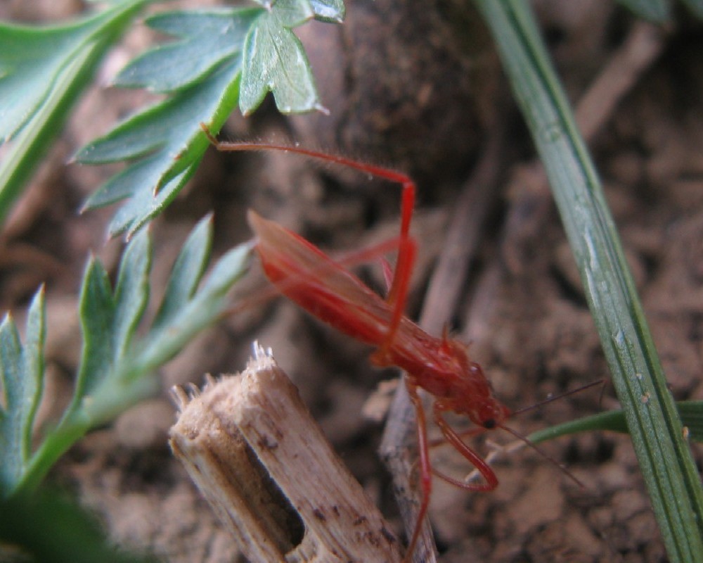 Reduviidae nuovo per N-Italia: Polytoxus sanguineus